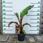 Banánovník (Ensete ventricosum) ‘MAURELII’ -  výška 30-50 cm, kont. C2L